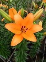 [5086 Hyde Park No02.JPG]